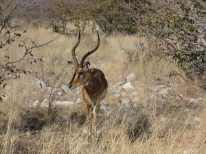 dag 10a black-faced impala