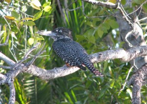 dag 12b giant kingfisher