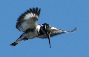 dag 13b pied kingfisher