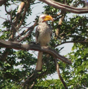 dag 14c yellow billed hornbill