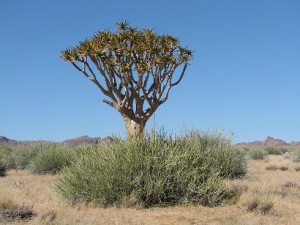 dag 4b Kokerboom en neushoornstruik