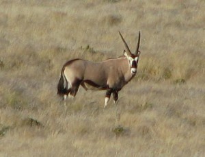 dag 5a spiesbok