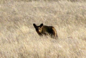 dag 5b bat-eared fox